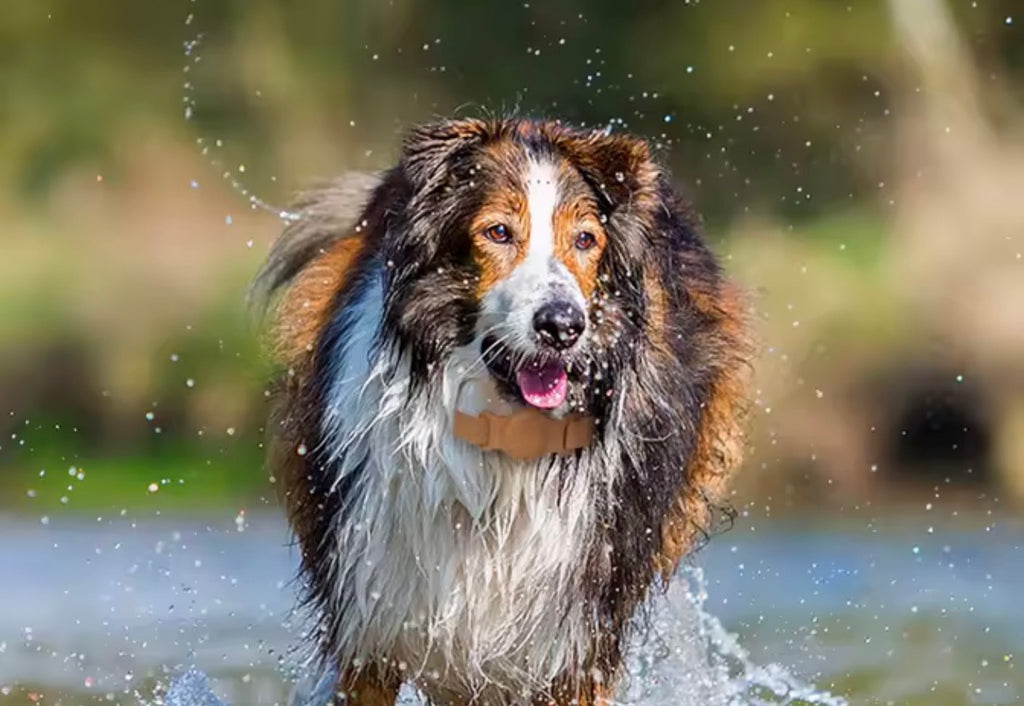 Collier en cuir pour chien et chat avec support Airtag